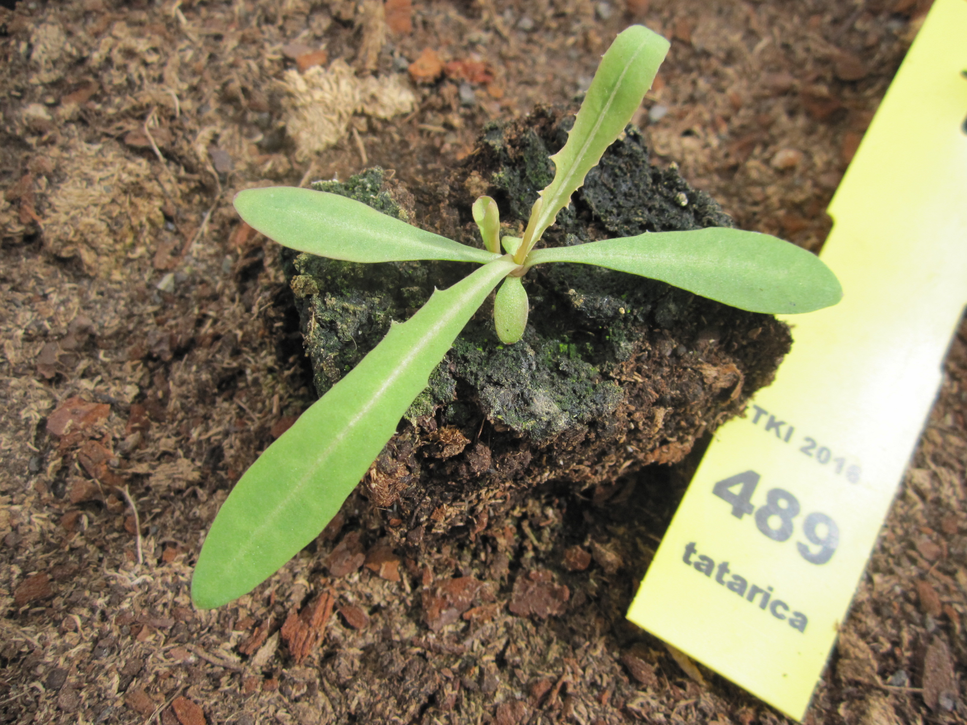 Lactuca tatarica (L.) C.A. Mey.